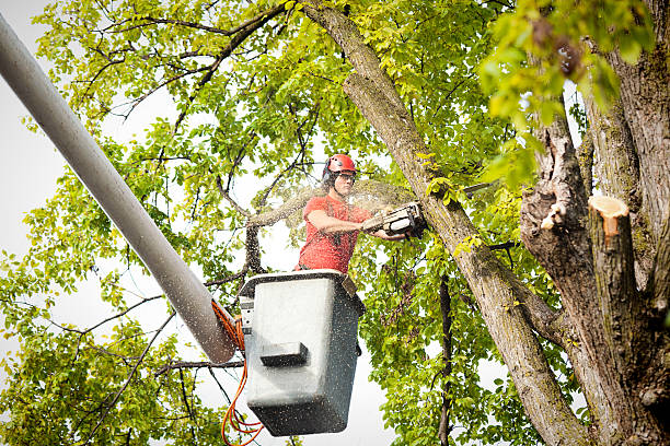 Best Hazardous Tree Removal  in Las Cruces, NM